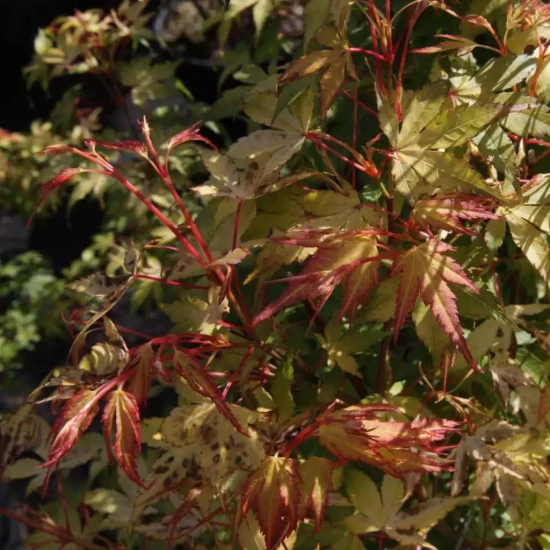 ACER palmatum Katsura