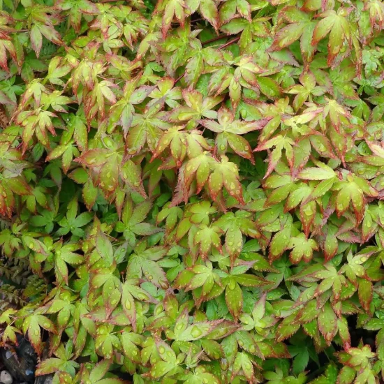 ACER palmatum Little Princess