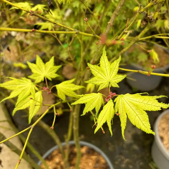 ACER palmatum Reticulatum Red