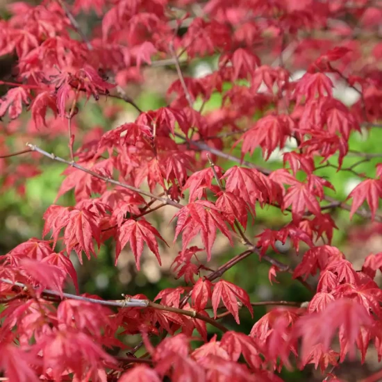 ACER palmatum Shin Deshojo