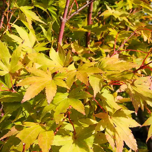 ACER palmatum Shinobu Ga Oka