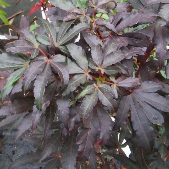 ACER palmatum Skeeter's Broom