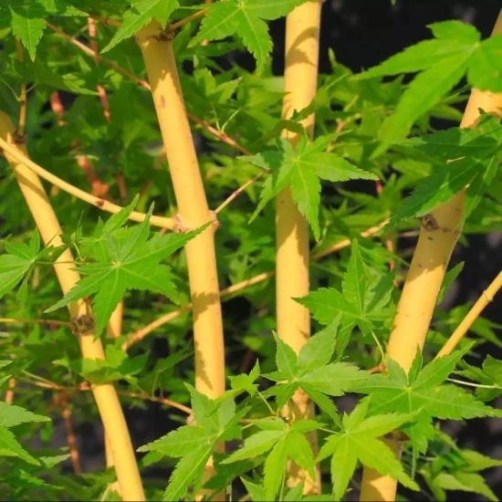 ACER palmatum Ukigumo