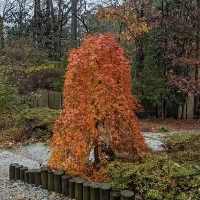 ACER palmatum Shinonome