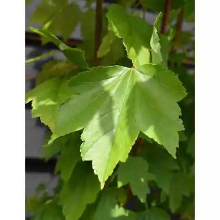 ACER rubrum Autumn Flame
