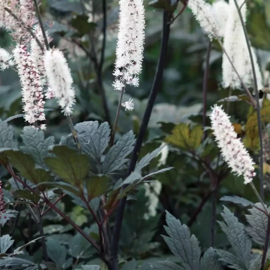 ACTAEA simplex Brunette