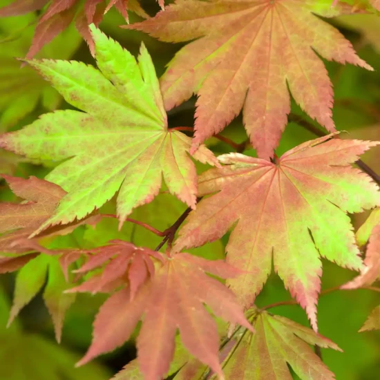 ACER schirazawanum Autumn Moon