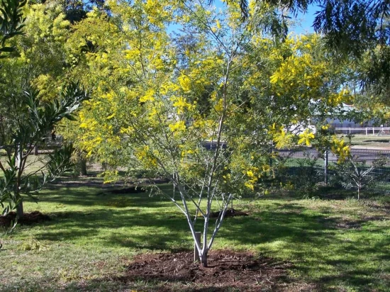 ACACIA spectabilis