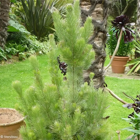 ADENANTHOS sericeus