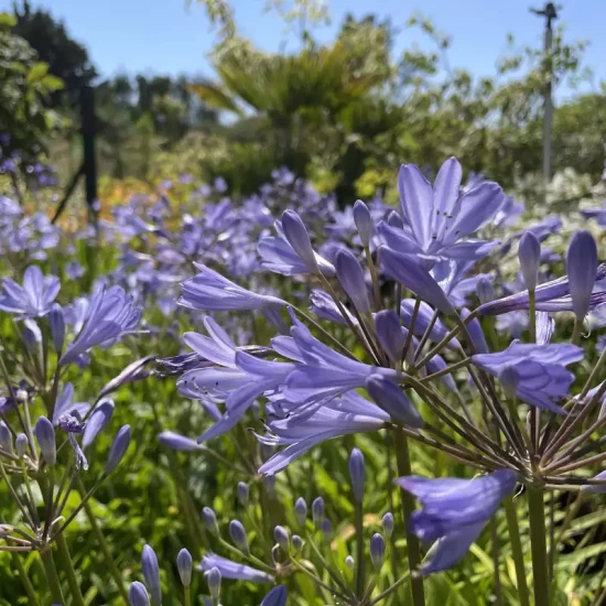 AGAPANTHUS africanus Bleue