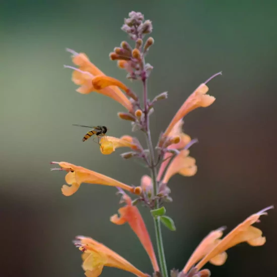AGASTACHE aurantiaca Apricot sprite