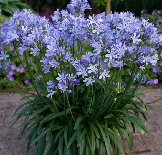 AGAPANTHUS x Charlotte