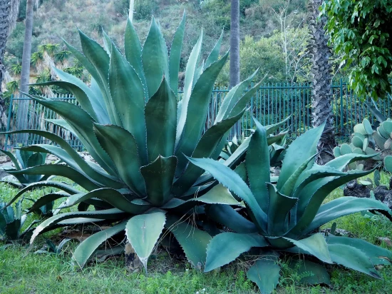 AGAVE ferox