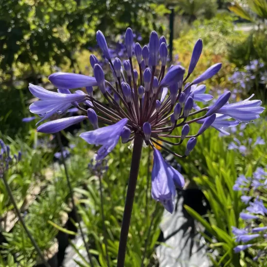 AGAPANTHUS x Graphite Blue