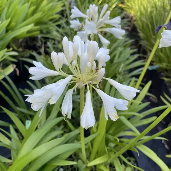 AGAPANTHUS x Petit Eskimo