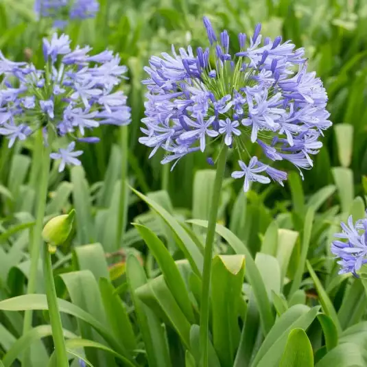 AGAPANTHUS x Queen Anne