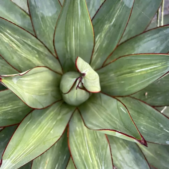 AGAVE x Red Edge