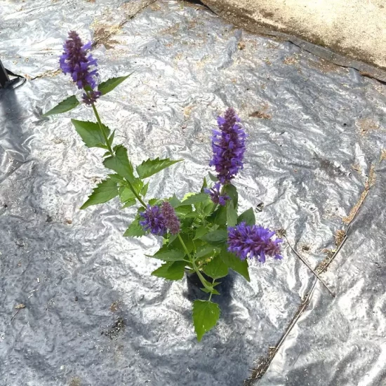 AGASTACHE urticifolia Top blue