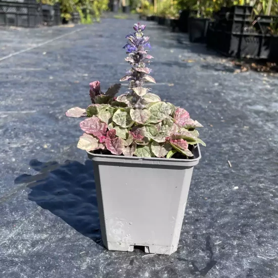 AJUGA reptans Atropurpurea