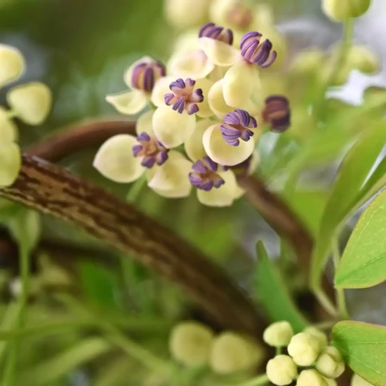AKEBIA quinata Cream Form