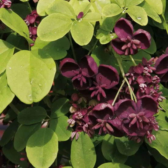 AKEBIA quinata