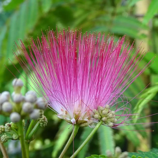 ALBIZIA julibrissin Rouge Selection
