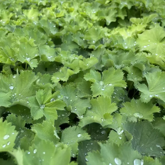 ALCHEMILLA mollis