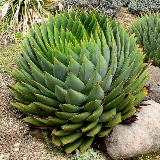 ALOE polyphylla