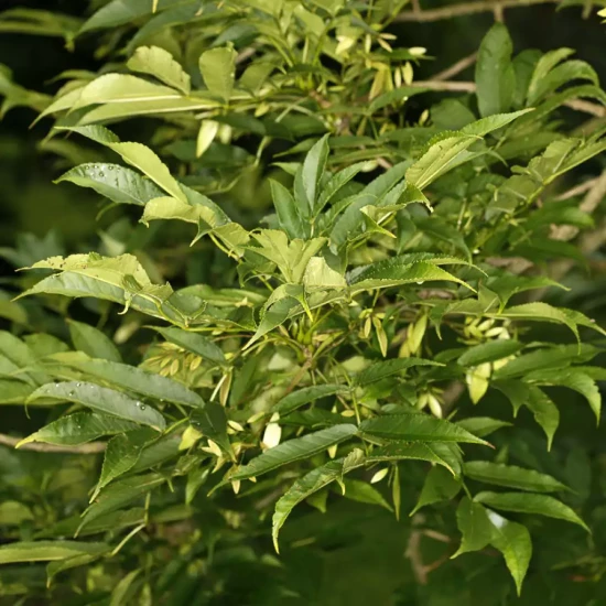 ALNUS spaethii