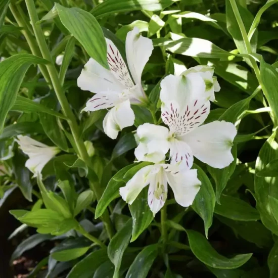ALSTROEMERIA x Colorita Theresa