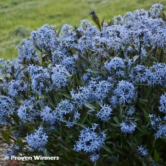 AMSONIA tabernaemontana