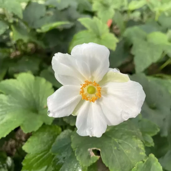 ANEMONE x Honorine Jobert