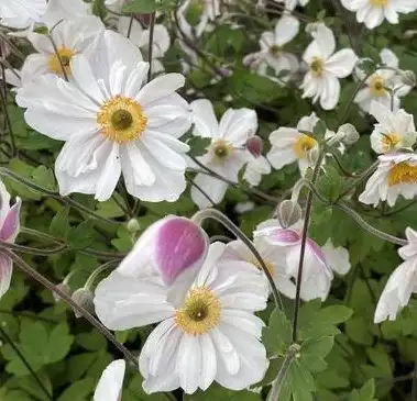 ANEMONE hupehensis Elsa