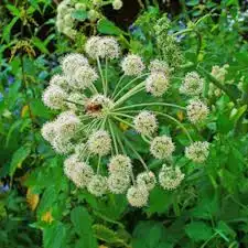 ANGELICA archangelica