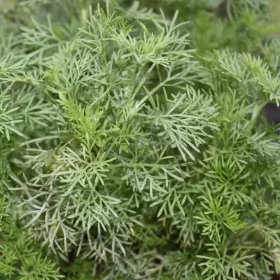ARTEMISIA abrotanum Cola
