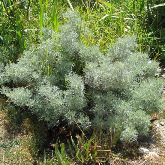 ARTEMISIA alba canescens