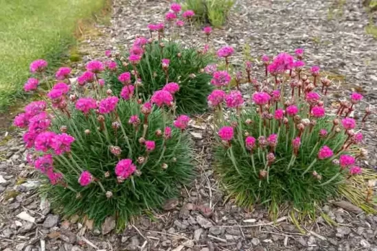 ARMERIA maritima Splendens