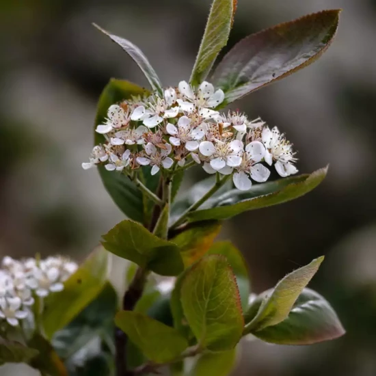 ARONIA prunifolia prunifolia Nero