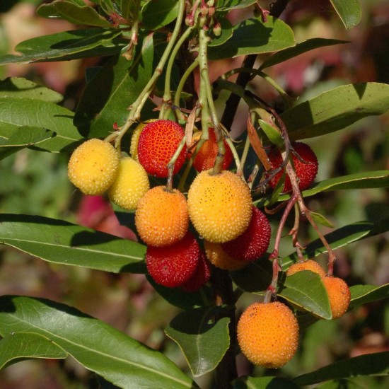 ARBUTUS unedo Roselily