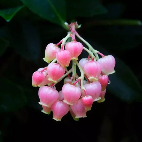 ARBUTUS unedo Rubra