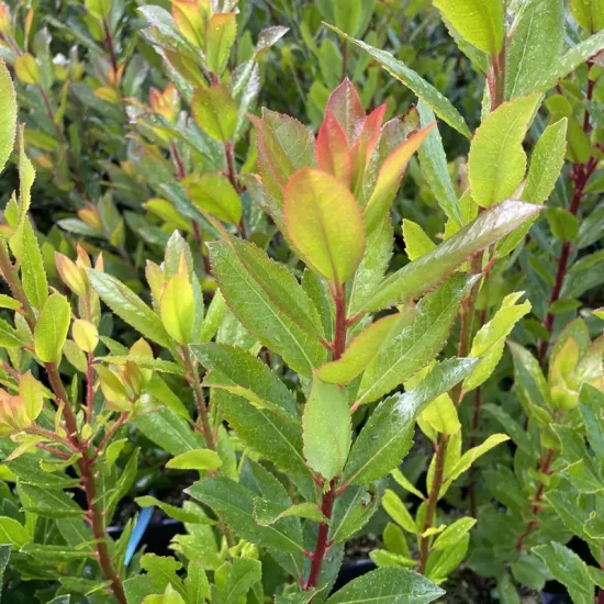 ARBUTUS x reyorum
