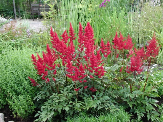 ASTILBE arendsii Etna