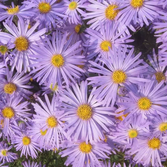 ASTER amellus Rudolf Goethe