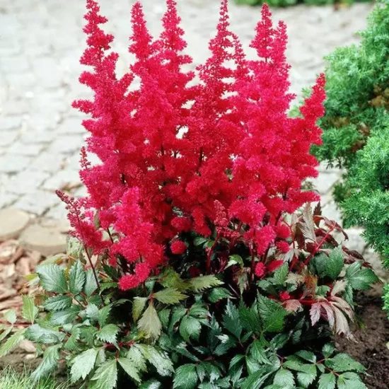 ASTILBE arendsii Fanal