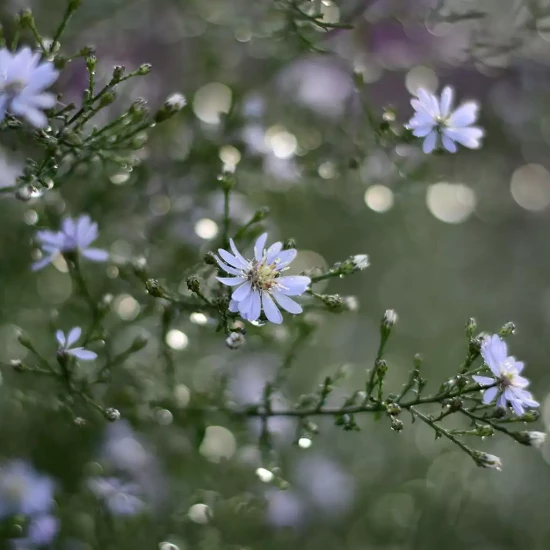 ASTER cordifolius Blütenregen