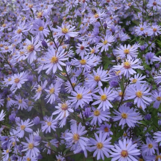 ASTER cordifolius Little Carlow