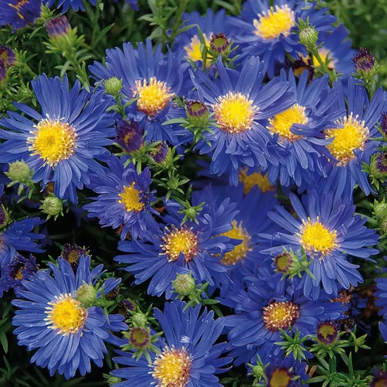 ASTER dumosus Starlight
