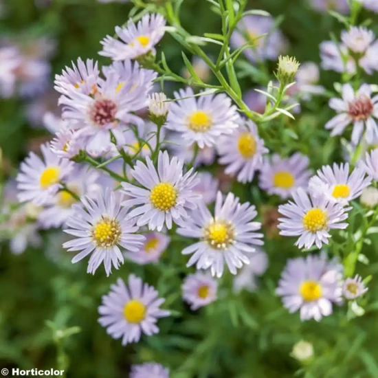 ASTER ericoides Pink Cloud