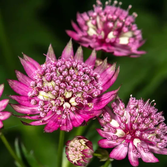 ASTRANTIA major Buckland