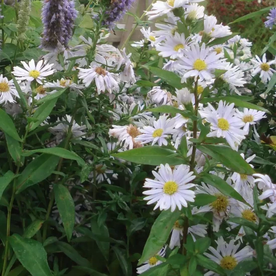 ASTER novi-belgii Royal Ruby